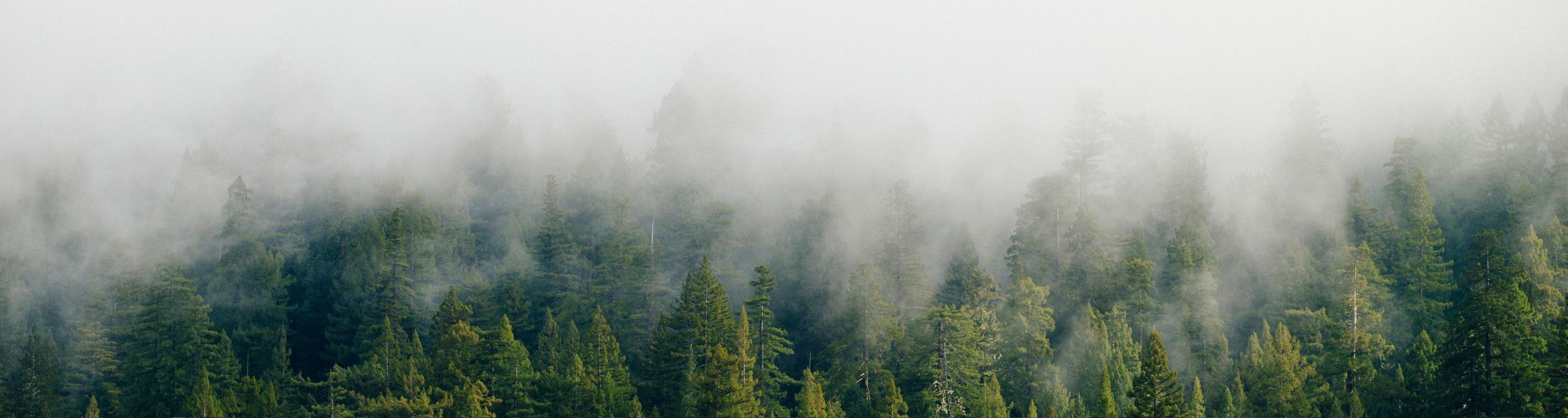 Misty Forest